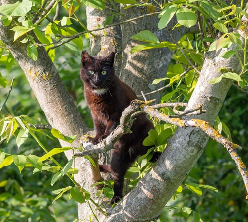 Preview: Cat, Felis catus. The animal climbs the trunk of a tree, hunts birds