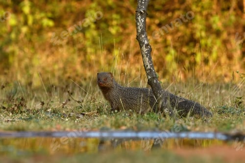 Preview: Mongoose in its natural habitat