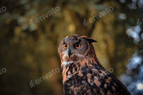 Preview: Shallow focus of Eurasian eagle-owl