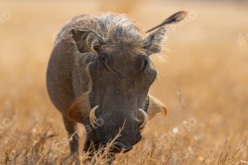 Preview: a warthog walking through a dry grass field on an overcast day