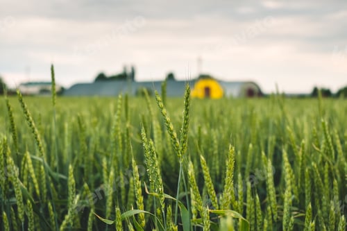 Preview: Field with green wheat, agricultural industry.
