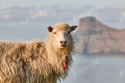 Preview: Sheep on Faroe islands cliffs. Green scenic landscape at sunset