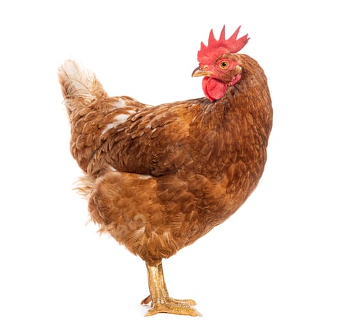 Preview: Red egg-laying hen standing in profile, turning its head back to look over its shoulder
