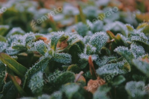 Preview: Dew Drops Clinging to Green Leaves