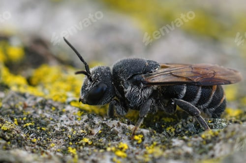 Preview: Closeup of a female dark cuckoo bee, Stelis simillima