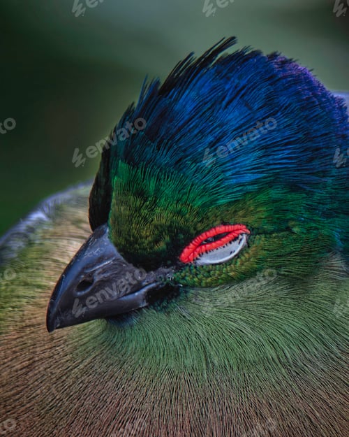 Preview: Purple created turaco