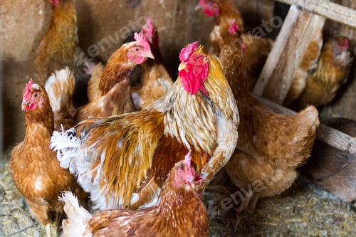 Preview: Free range chickens