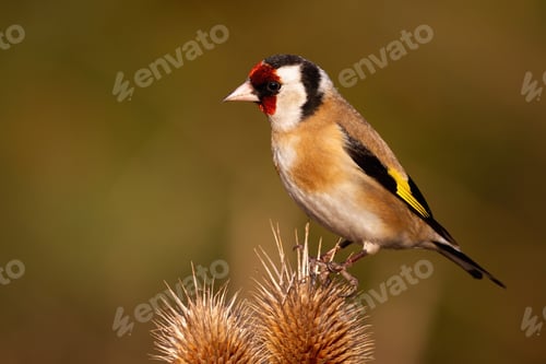 Preview: European goldfinch sitting on thistle in autumn nature