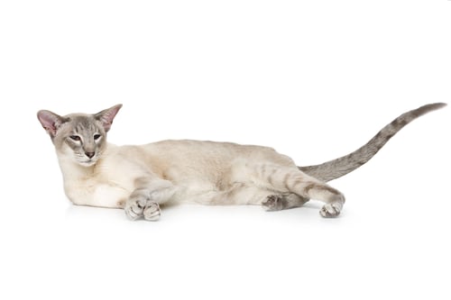 Preview: Beautiful oriental siam cat