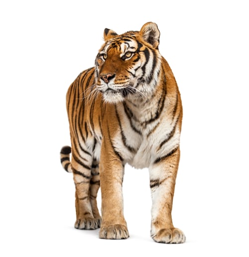 Preview: Tiger isolated