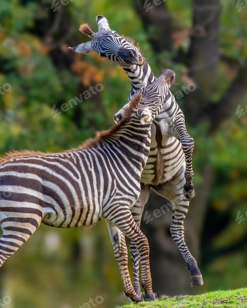 Preview: Two zebras interacting in a grassy savanna landscape, with trees in the background.