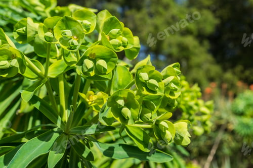 Preview: Euphorbia characias "Wulfenii" flowering ornamental, California