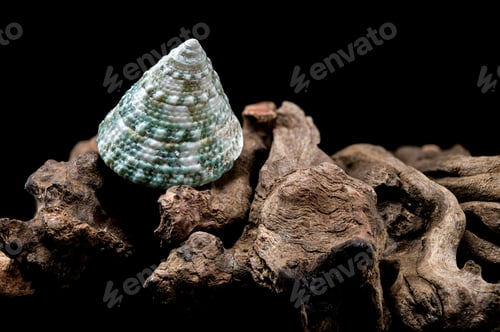 Preview: Green Tectus pyramis seashell on on driftwood