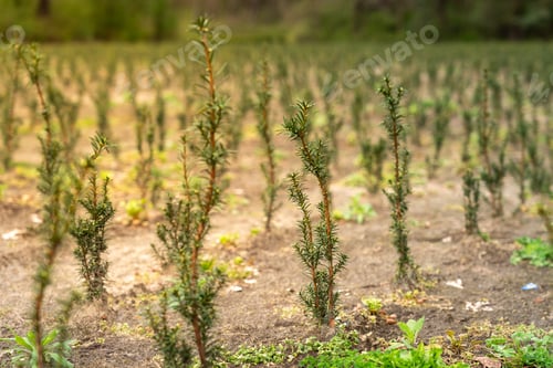 Preview: A plantation of young conifer trees
