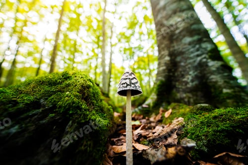 Preview: mushroom growing on the forest between the trees