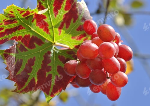 Preview: Grapes on the vine