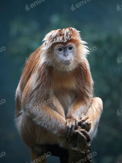 Preview: Javan lutung (Trachypithecus auratus)