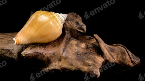 Preview: Laevistrombus canarium shell isolated on driftwood