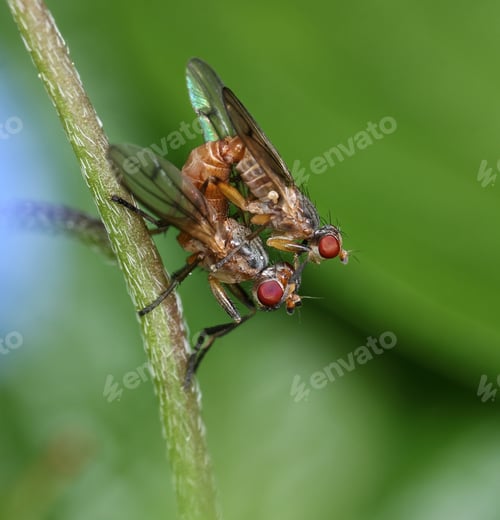 Preview: Two small flies mating in garden