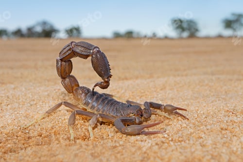 Preview: Granulated thick-tailed scorpion (Parabuthus granulatus), Kalahari desert, South Africa