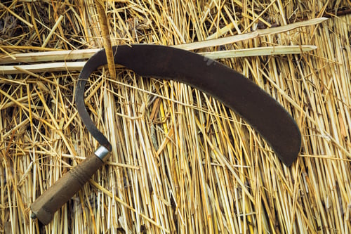 Preview: Close up of a shearing hook on a straw thatched roof.