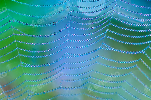 Preview: Beautiful pattern of spider's web with dewdrops on green background, Nature background