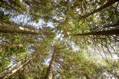Preview: Photograph of the under canopy of a fir forest