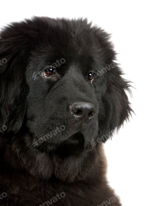 Preview: Newfoundland (4 months)