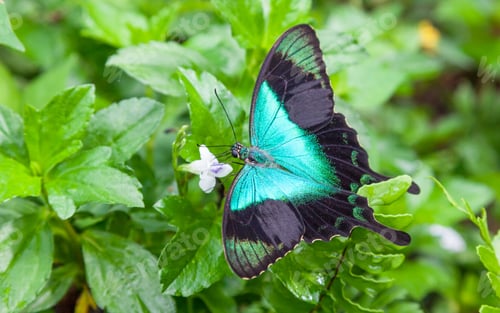 Preview: Blue and Black Butterfly