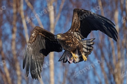 Preview: White-tailed eagle (haliaeetus albicilla)
