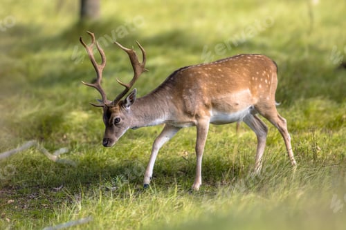 Preview: Fallow deer male with stags in rutting season