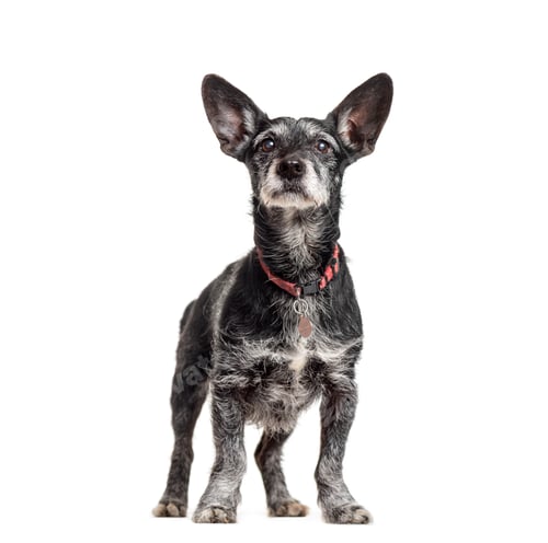 Preview: Mixed-breed dog standing, cut out