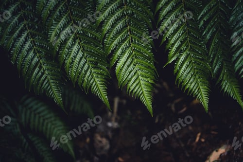Preview: Fern Leaves,Dark green fern foliage