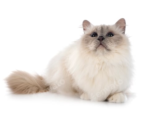 Preview: birman cat in studio