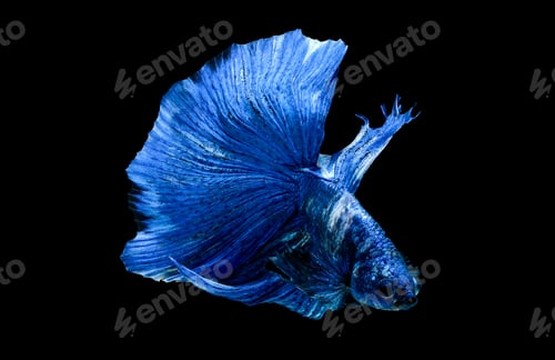 Preview: Dark blue betta fish, Siamese fighting fish was isolated on black background