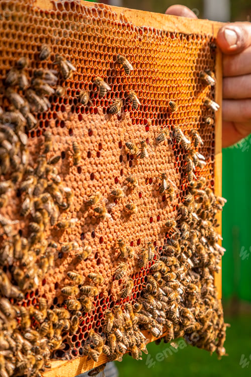 Preview: Frame with honey and bees in summer