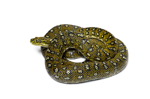 Preview: Diamond python, Morelia spilota spilota, isolated on white