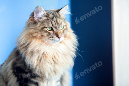 Preview: A beautiful fluffy cat of the Siberian breed sits in an apartment on the table