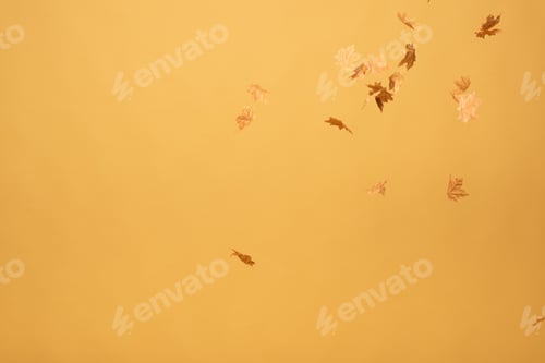 Preview: golden maple leaves falling down isolated on yellow