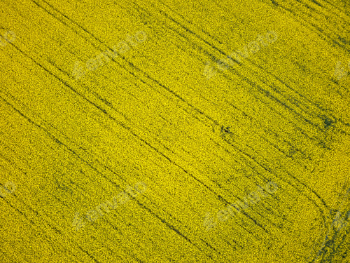 Preview: Bird's eye view from a drone of a passing canola crop