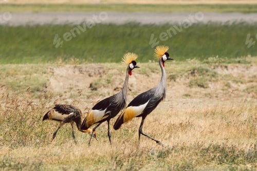 Preview: Grey crowned crane