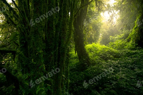 Preview: Dense dark green trees forest with moss on tree trunk. Forest ecosystem. Biodiversity of forest.