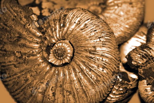 Preview: Fossilized ammonites