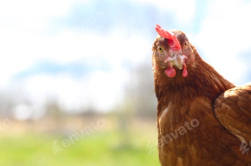 Preview: a chicken with brown plumage looks at the camera against the background of nature