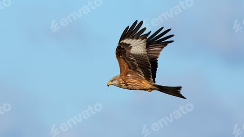 Preview: Majestic red kite flying in the clear sky from side