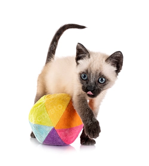 Preview: kitten in studio