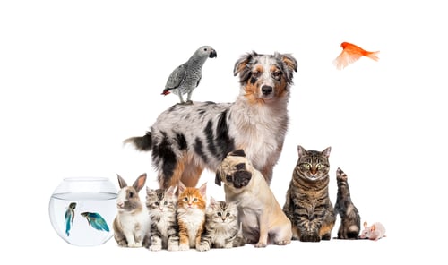 Preview: Group of pets posing around a dog with cat, ferret, rabbit, rodent, isolated on white