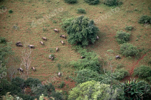 Preview: Herd of buffalo grazing on hill in rural