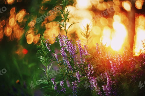 Preview: Flowers, Siberia, Sunset