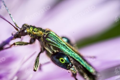 Preview: Closeup shot of a cricket on a plant